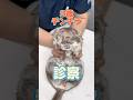 食事を食べず元気がない3歳のチンチラが動物病院にやって来た!