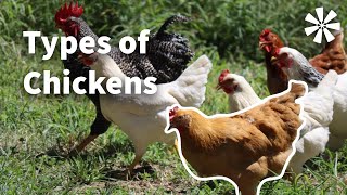 5 Types of Chickens You Should Know About 🐓