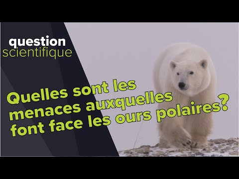 Vidéo: Pourquoi le nombre d'ours polaires diminue-t-il dans l'Arctique ?