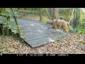 Backyard Trail Camera, Bridge Cam 2, 18 months. South Louisiana.