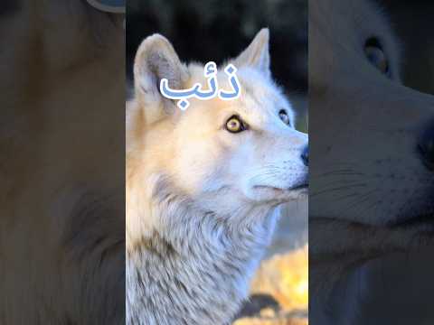 ذئب في اللغة الإنجليزية ذئب
