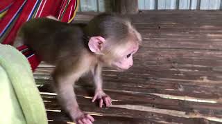 Baby monkey Bella