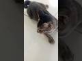 #imut #cat #kucing #kucinglucu #kucinggemoy #kucinganggoralucudanimut #viral