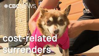 Winnipeg animal rescue groups say more owners surrendering pets, unable to afford costs