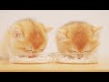 🤣Kittens Eat Like No Tomorrow, Super Loudly Eating Sound, ASMR