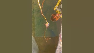 Tôm hùm đất 🦐 🦐 cắn câu #tomhum #reveiw