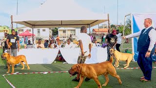 Top Boerboels battle out at the KUG August Classic Dog Show 2023