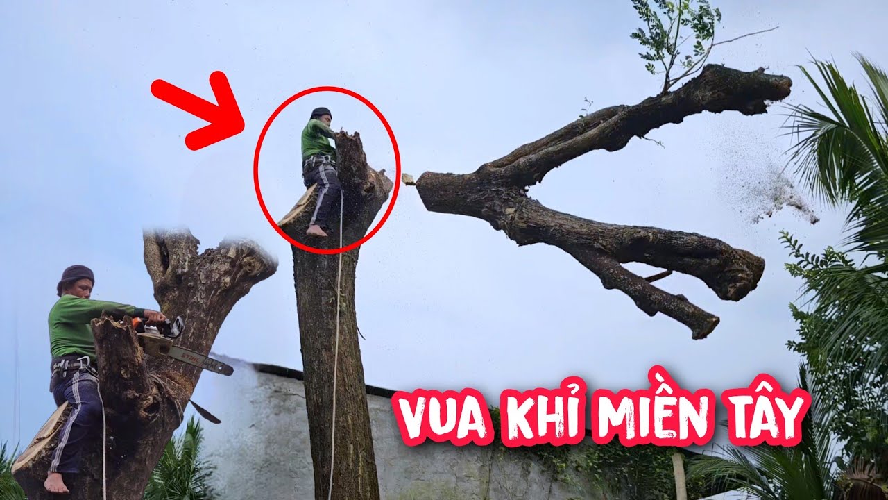 Vua Khỉ cưa hạ gốc cây Còng lớn ở Vĩnh Long và cần sự trợ giúp từ đồng nghiệp để cưa xẻ ván.