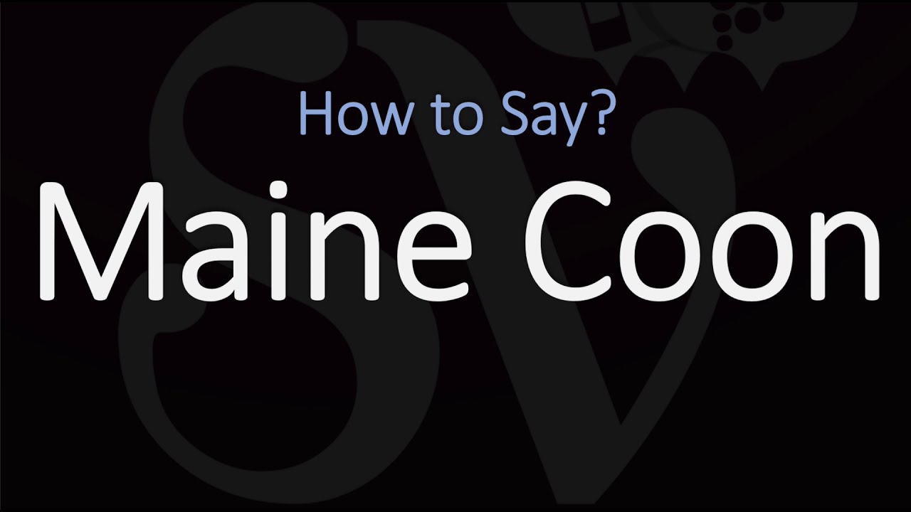 How To Pronounce Maine Coon