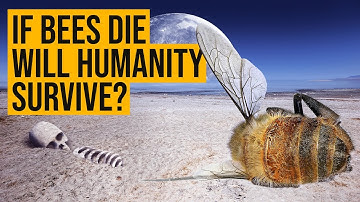 If bees go extinct, will humanity survive?