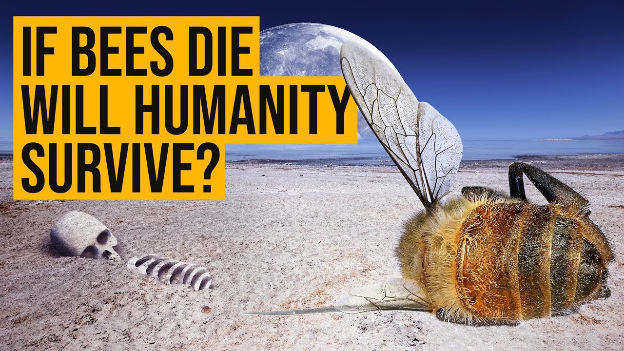 If bees go extinct, will humanity survive? YouTube