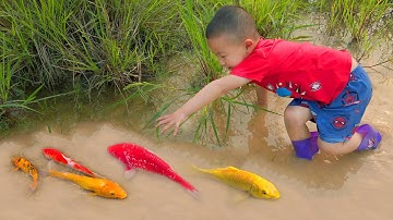 Em ổi tìm bắt cá cảnh vàng nhiều màu đẹp trong ao nhỏ, cá cảnh, cá bảy màu, cá Koi, cá vàng