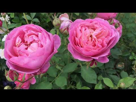 Boscobel Rose Review | David Austin Roses | English Roses - YouTube