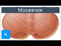 Мозжечок - Анатомия человека | Kenhub