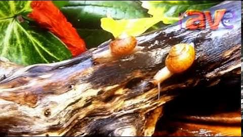 DSE 2013: Sharp Showcases PN-K321 32" Class UHD Professional Display