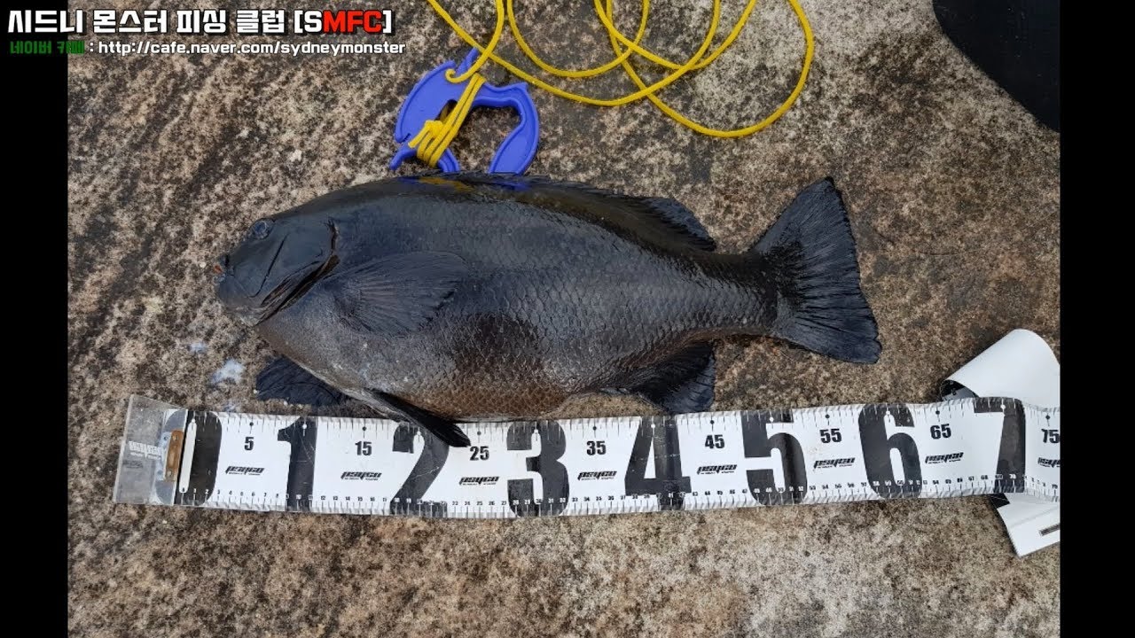 59CM BLACK DRUMMER FISHING NEAR SYDNEY (시마노 파이어블러드 1.7, 테크늄 3000) 호주