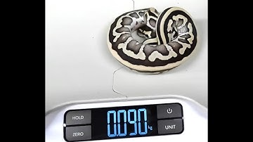 Why you should know the age and weight of your ball python before buying