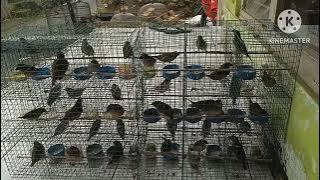 pikatan burung binglis / bondol ijo