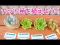 ～カット苗を植えるの巻～