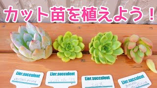 ～カット苗を植えるの巻～