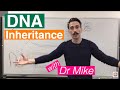 Decoding DNA Inheritance: Dominant and Recessive Traits Explained