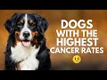 10 Dog Breeds with the Highest Cancer Rates