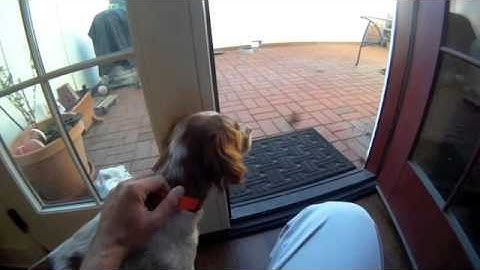 Beginner Scent Work, High hides