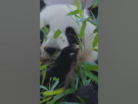 Top Cutest Baby Animals In The World! watch full video#shorts #
