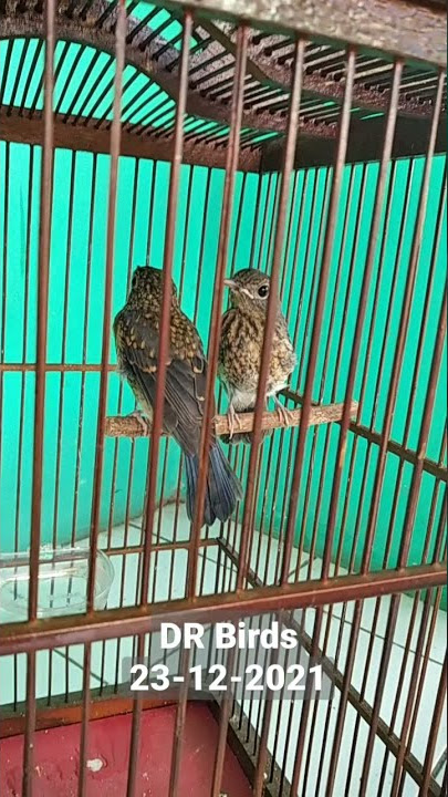Tledekan / Anis Binbin Trotolan Asli cianjur Selatan