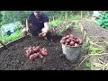 POMME DE TERRE DE LA PARCELLE N 2 j'ai sorti 56kilo