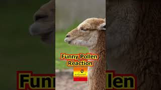 Vicuna Mum With Newborn Funny Reaction To Pollen Unusual Behaviour