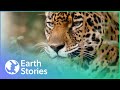 Last of The Jaguars (Conservation  Documentary) | Earth Stories