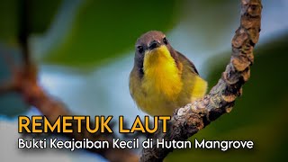 Download Lagu Di Balik Mangrove: Rahasia Kehidupan Burung Remetuk Laut  MP3