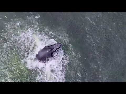 Humpback Whale Jumps Up to Feast on Mouthfuls of Fish Off Long Island