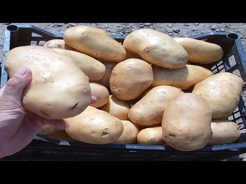 Секреты выращивания крупного