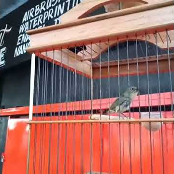 Pleci sakura #bangucup