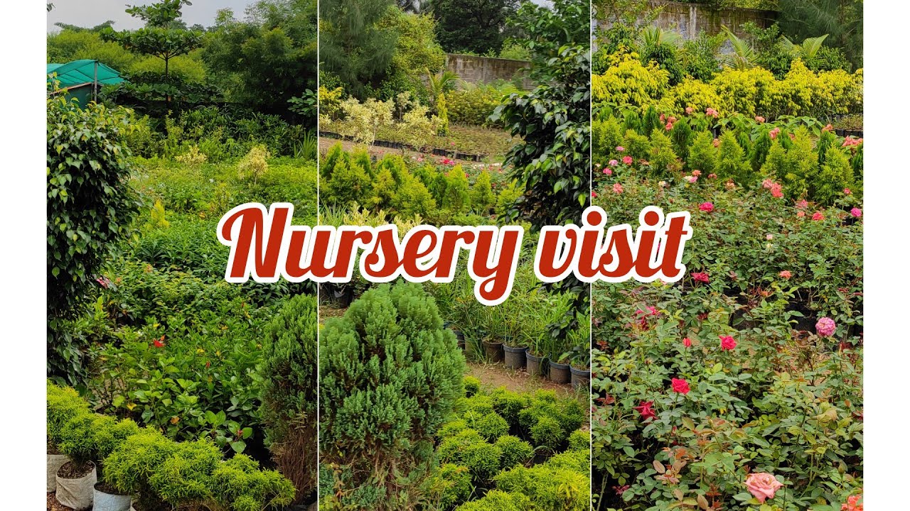 Nursery Visit in Raipur CGBilunggardening nurseryvisit YouTube