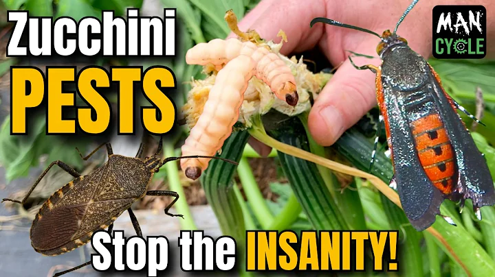 ORGANIC Zucchini PEST Control against SQUASH BUGS and VINE BORERS!