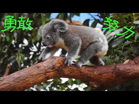三寶好努力好努力好勇敢好勇敢學習長大感謝保育團隊的用心呵護20220321