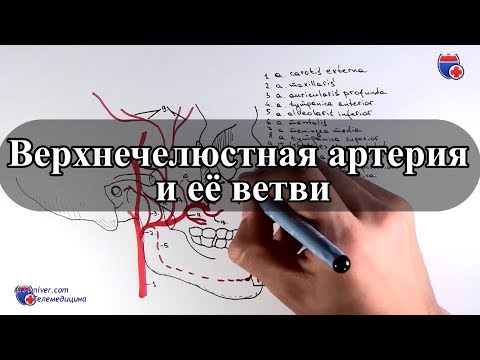 Верхнечелюстная артерия и ее ветви - meduniver.com