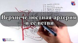 Верхнечелюстная артерия и ее ветви - meduniver.com