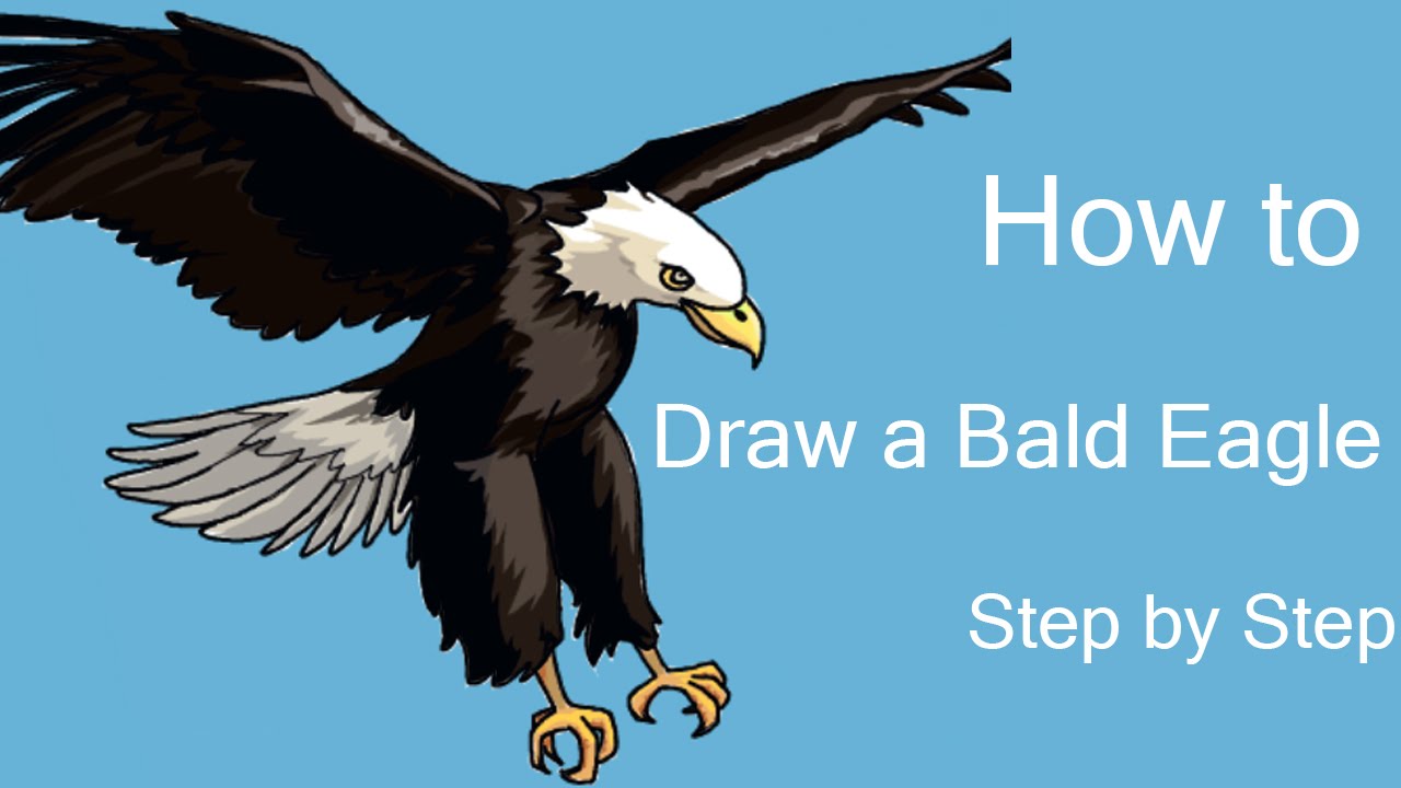 How to Draw a Bald Eagle Step by Step - YouTube