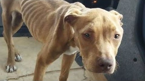 La reazione del cane quando capisce che sarà salvato... (molto commovente!)