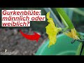 Wie erkenne ich männliche und weibliche Gurkenblüten?