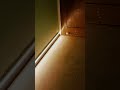 BIG PROFILE LIGHT #eletrician #all #scating #light