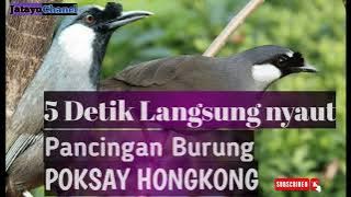 5 Detik langsung nyaut.Pancingan Poksay hongkong betina untuk poksay hongkong Jantan agar ikut gacor