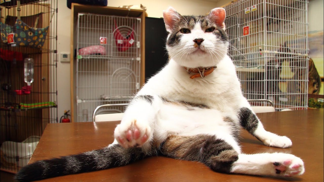 土曜日夜もみんなで過ごすジオラマ食堂ライブ配信！ - YouTube