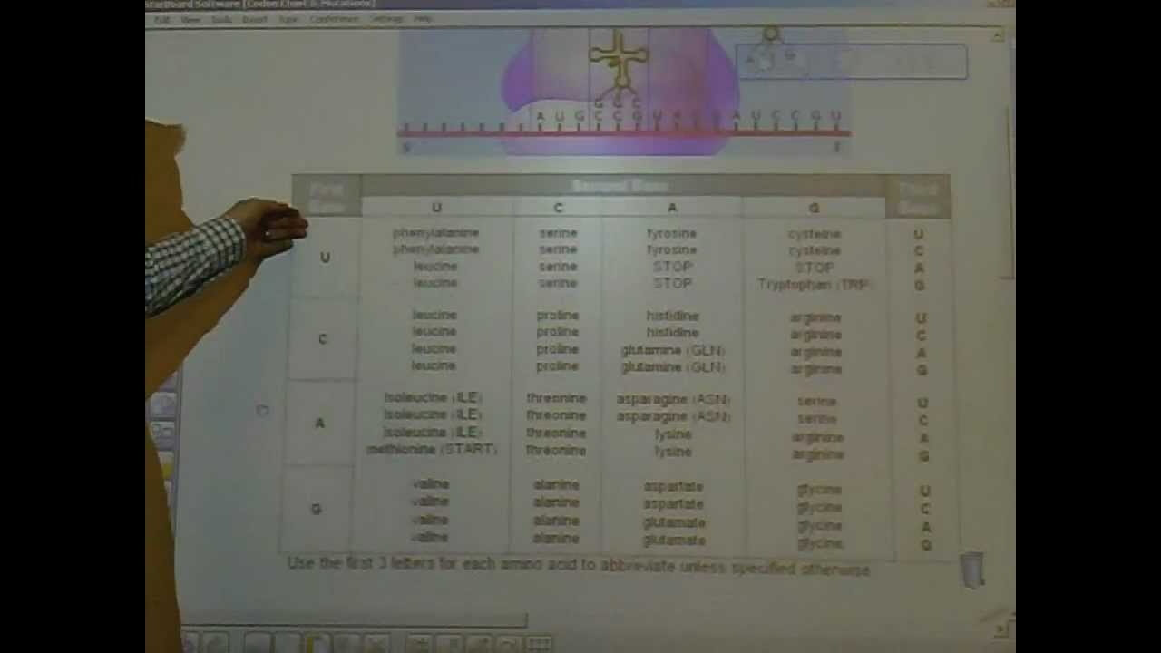 Use Your Codon Chart To Determine The Amino Acid Sequence