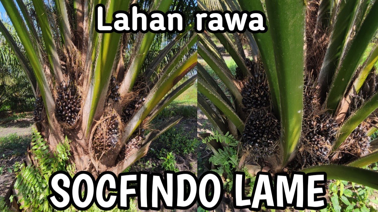 TAMPA PERAWATAN MAKSIMAL SOCFINDO LAME MENGHASILKAN BJR 8 KG, 20 TBS//HEKTAR//TAHUN