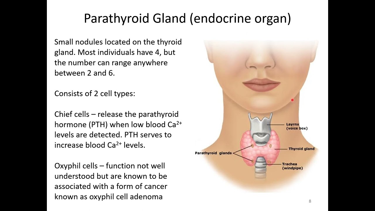 The Endocrine System Lecture